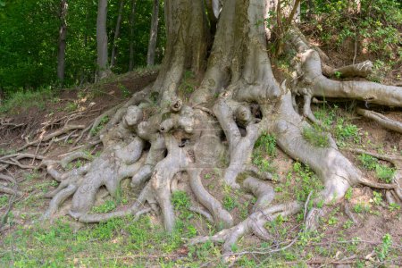 Massive Tree Roots Spreading Across Forest Floo