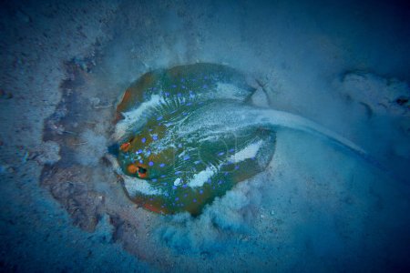 The beauty of the underwater world - The bluespotted ribbontail ray (Taeniura lymma) es una especie de raya en la familia Dasyatidae. - buceo en el Mar Rojo, Egipto.