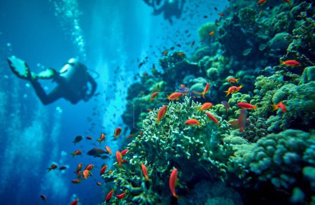 Die Schönheit der Unterwasserwelt - Pseudanthias squamipinnis - Seegoldies - schöner, erstaunlicher Reichtum an Unterwasserleben - große und kleine Fische - Tauchen im Roten Meer, Ägypten.