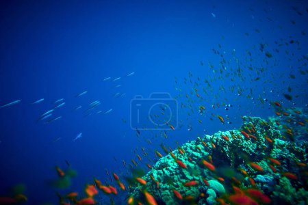 Photo for The beauty of the underwater world - Pseudanthias squamipinnis - Sea goldies - beautiful, amazing wealth of underwater life - large and small fish - scuba diving in the Red Sea, Egypt. - Royalty Free Image