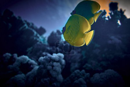 Photo for The beauty of the underwater world - The yellow tang (Zebrasoma flavescens), also known as the lemon sailfin, yellow sailfin tang or somber surgeonfish - scuba diving in the Red Sea, Egypt. - Royalty Free Image