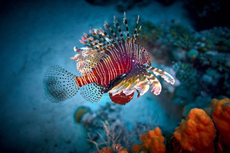 Photo for The beauty of the underwater world - The red lionfish (Pterois volitans) is a venomous coral reef fish in the family Scorpaenidae, order Scorpaeniformes - scuba diving in the Red Sea, Egypt. - Royalty Free Image