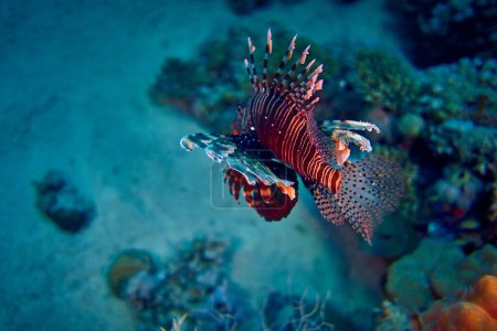 La belleza del mundo submarino - El pez león rojo (Pterois volitans) es un pez venenoso del arrecife de coral de la familia Scorpaenidae, orden Scorpaeniformes - buceo en el Mar Rojo, Egipto.