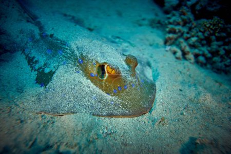 The beauty of the underwater world - The bluespotted ribbontail ray (Taeniura lymma) is a species of stingray in the family Dasyatidae. - scuba diving in the Red Sea, Egypt.