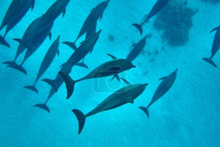 Photo for The beauty of the underwater world - beautiful fast and very intelligent - The dolphin is an aquatic mammal within the infraorder Cetacea - scuba diving in the Red Sea, Egypt. - Royalty Free Image