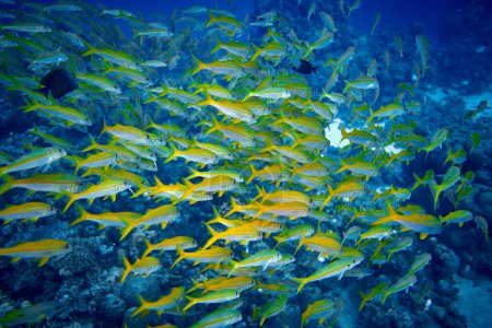La belleza del mundo submarino - gran escuela de peces - Los peces cabra - peces de la familia Mullidae, la única familia en el orden Mulliformes - buceo en el Mar Rojo, Egipto.
