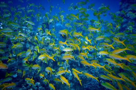 Photo for The beauty of the underwater world - big school of fish - The goatfishes - fish of the family Mullidae, the only family in the order Mulliformes - scuba diving in the Red Sea, Egypt. - Royalty Free Image