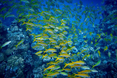 La beauté du monde sous-marin - grand banc de poissons - Les chèvres - poissons de la famille des Mullidae, la seule famille de l'ordre des Mulliformes - plongée sous-marine dans la mer Rouge, Egypte.