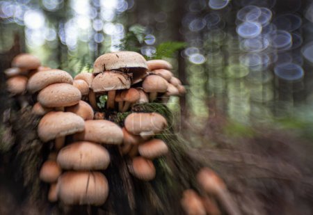 Téléchargez les photos : Champignons dans la forêt. - en image libre de droit