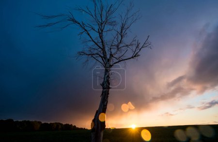 Foto de Árbol con sol en medio del prado por la noche por la noche. - Imagen libre de derechos
