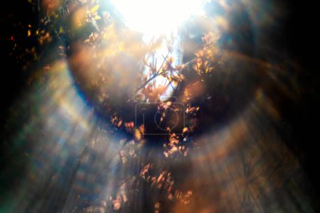 Téléchargez les photos : Fond abstrait avec les rayons du soleil dans la forêt - en image libre de droit