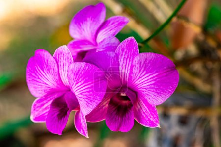 Téléchargez les photos : Vue rapprochée de belles fleurs de Madame orchidée ou fleur de dendrobium en début de saison estivale en Thaïlande. - en image libre de droit