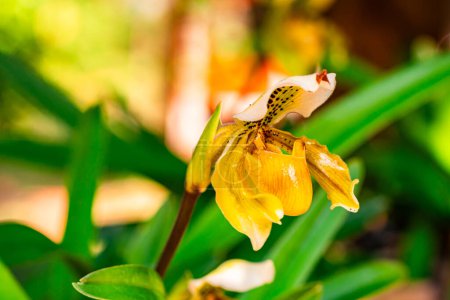 Foto de Vista de cerca de la flor hermosa de la orquídea de la zapatilla de la señora con hojas verdes a principios de la temporada de verano en Tailandia. - Imagen libre de derechos