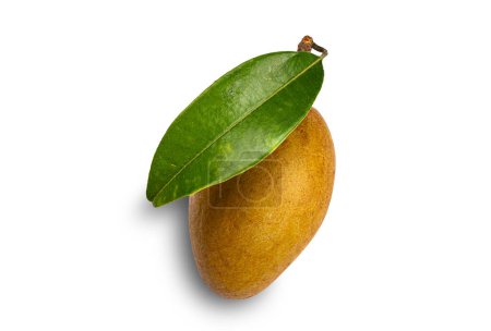 Photo for Singleripe sapodilla fruits, Manilkara zapota with green leaf isolated on white background with clipping path. - Royalty Free Image