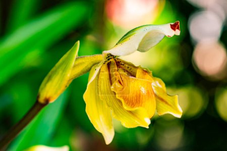 Foto de Vista de cerca de la flor de la orquídea de Lady Slipper en la temporada de verano, Tailandia - Imagen libre de derechos