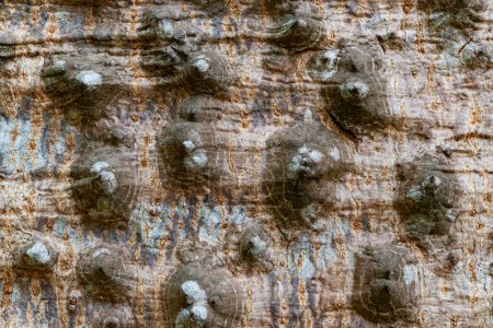 Nahaufnahme von Dornen auf dem Stamm des Kapok-Baumes, Rote Seide Baumwollbaum, Bombax Ceiba Baum. Struktur und Muster der Dornen auf der Oberfläche des Kapok-Baumstammes.