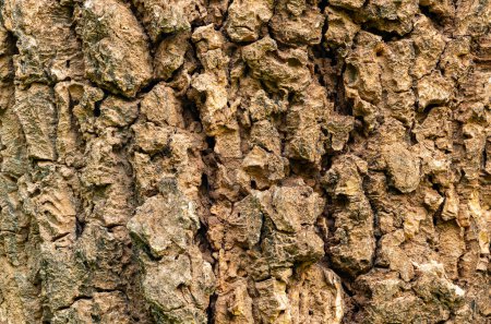 Nahaufnahme der indischen Korkbaumrinde Hintergrund. Abstrakt der rauen rissigen Texturoberfläche von indischem Korkbaum, Baumjasmin, Millingtonia hortensis.