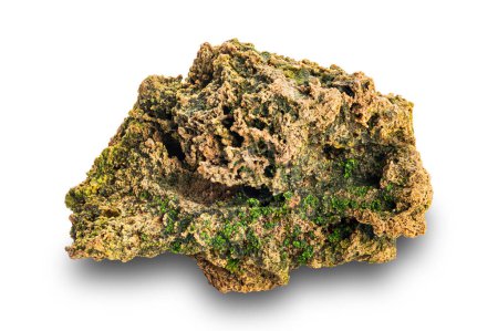 Photo for Closeup texture of porous lava rock with green natural plant growing on isolated on white background with clipping path. - Royalty Free Image