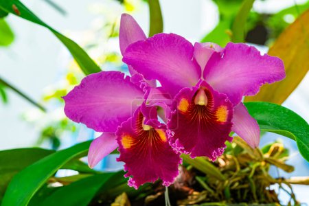 Photo for Closeup view of pink Cattleya Orchid Flowers blooming in summer season in Thailand - Royalty Free Image