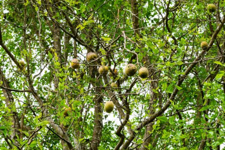Vista de bajo ángulo de la fruta de Bael, membrillo de Bengala, Bilak, Bael (Aegle mamelos) colgando en el árbol.