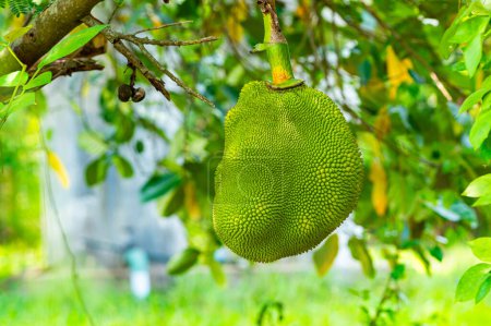 Photo for Closeup view of green jackfruit fruit hanging from a branch of jackfruit tree in summer season - Royalty Free Image