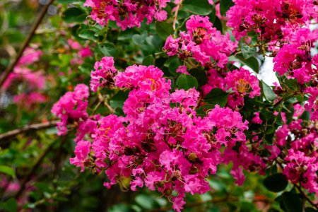 Closeup view of beautiful blooming pink Largerstroemia indica, Crepe myrtle, muang saa-ree in Thailand.