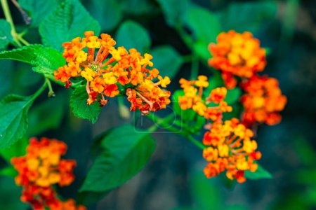 Closeup view colorful flowers of Lantana, Cloth of gold, Hedge flower, Weeping lantana, White sage, Lantan camara with green leaves.