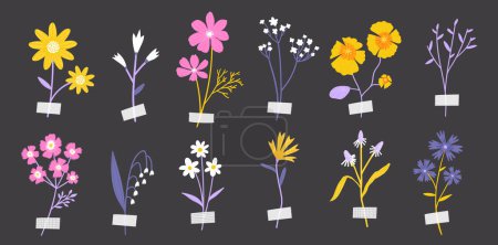 Illustration for Pressed flowers collection, collage with decorative tape. Vector illustration of dried wild florals isolated on dark background - Royalty Free Image
