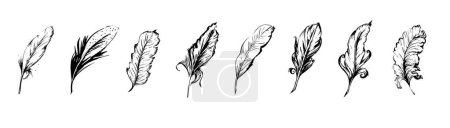 Illustration for Hand drawn feathers, ink drawing of different goose and swan quill, black and white vector illustration. - Royalty Free Image