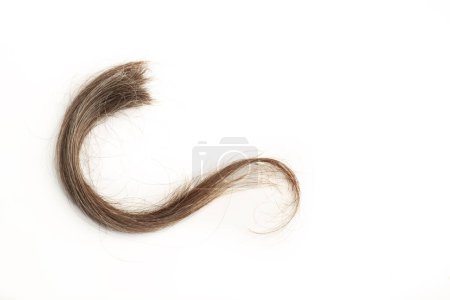 Foto de Un mechón de pelo marrón sobre un fondo blanco con espacio para copiar - Imagen libre de derechos