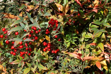 A nandina green bush with little red fruits in a close up view