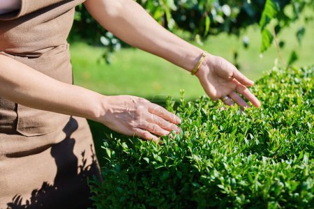 Téléchargez les photos : Buisson de buis garni, femme touche clôture décorative de la plante. Jardinage, service, aménagement paysager dans la cour - en image libre de droit