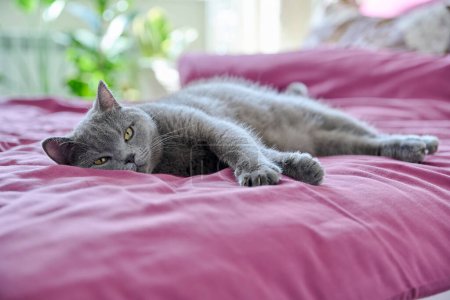 Téléchargez les photos : Chat gris ronronnant détendu couché sur le lit, à l'intérieur de la chambre. Détendez-vous, animaux domestiques, calme, confort, concept d'animaux - en image libre de droit