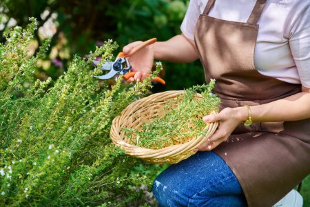 Hände einer Frau mit Gartenschere pflücken würzig duftende Ernte von herzhaften Kräutern im Sommergarten. Köstliche natürliche aromatische Küchenkräuter, landwirtschaftliches Koch- und Gartenkonzept