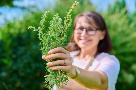 Spicy fragrant savory herb in hands of woman, harvesting in summer garden. Delicious natural aromatic kitchen herbs, agriculture cooking gardening concept