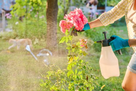 Foto de Mujer con rociador de mano rociando rosales que protegen las plantas de plagas de insectos y enfermedades fúngicas - Imagen libre de derechos