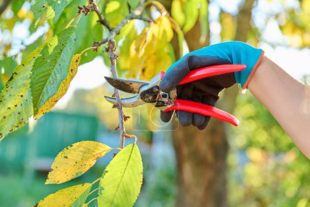 Foto de Poda otoñal de árboles frutales, primer plano de una mano con una podadora cortando una rama de un cerezo dulce en un huerto. Trabajo de otoño, jardinería, agricultura, agricultura, concepto de hobby - Imagen libre de derechos