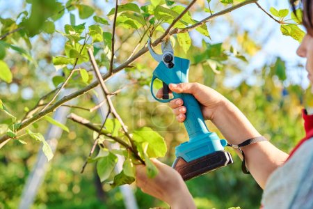 Téléchargez les photos : Autumn pruning of fruit trees, close-up of a hand with a electric pruner cutting a branch of an apple tree in an orchard. Autumn work, gardening, farming, agriculture, hobby concept - en image libre de droit