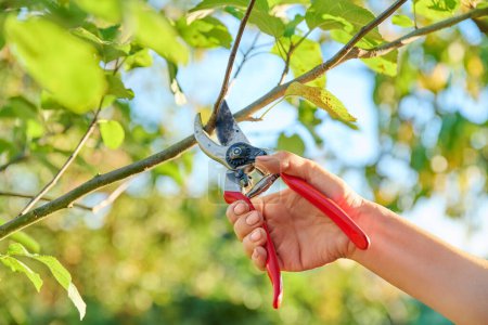 Autumn pruning of fruit trees, close-up of a hand with a pruner cutting a branch of an apple tree in an orchard. Autumn work, gardening, farming, agriculture, hobby concept