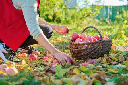 Close-up of womans hands picking ripe red organic apples in basket in autumn garden. Agriculture, farming, gardening, natural eco food, healthy eating concept