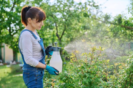 Woman spraying rose bushes in flower bed in garden, in backyard, protecting plants from pests and fungal diseases. Hobby, gardening, landscape design, nature plant care concept