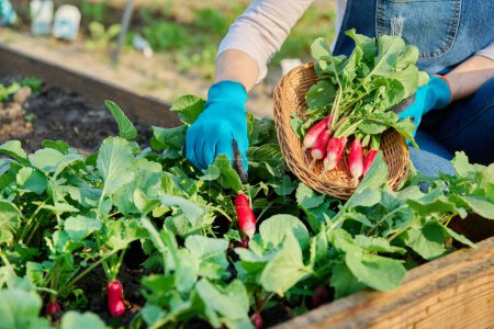 Primer plano de las manos de las mujeres cosechando rábanos en el jardín. Cultivo orgánico natural bio verduras, agricultura agricultura jardinería concepto