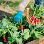 Close-up of womans hands harvesting radishes in garden. Growing organic natural bio vegetables, agriculture farming gardening concept