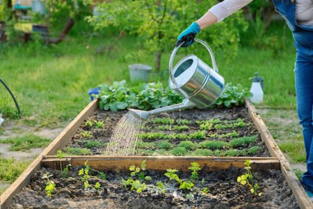 Gärtnerin mit Gießkanne gießt Gemüsegarten mit Holzbeeten mit jungen Dill-grünen Setzlingen. Landwirtschaft, Gartenbau, Landwirtschaft, biologischer Anbau von Gemüse und Kräutern
