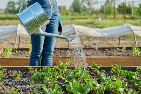 Gärtnerin mit Gießkanne gießt Gemüsegarten mit Holzbeeten mit jungen Rüben. Landwirtschaft, Gartenbau, Landwirtschaft, biologischer Anbau von Gemüse und Kräutern