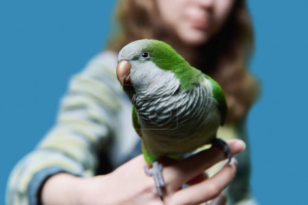 Green Quaker parrot sitting on girls hand, close-up, on blue studio background. Pets, exotic birds concept