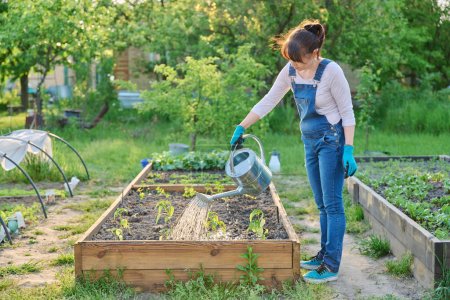 Gärtnerin mit Gießkanne gießt Gemüsegarten mit Holzbeeten mit jungen Paprika-Sämlingen. Landwirtschaft, Gartenbau, Landwirtschaft, biologischer Anbau von Gemüse und Kräutern