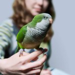 Green Quaker parrot sitting on girls hand, close-up, on grey studio background. Pets, exotic birds concept