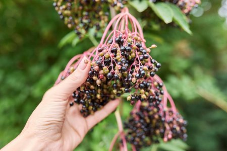 Photo for Not ripe clusters with elderberries on a bush. - Royalty Free Image