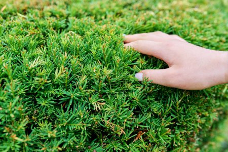 Photo for Close-up of evergreen yew, decorative topiary bush with womans hand. - Royalty Free Image